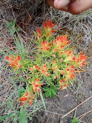 Castilleja moranensis