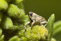 Cylindrocopturus