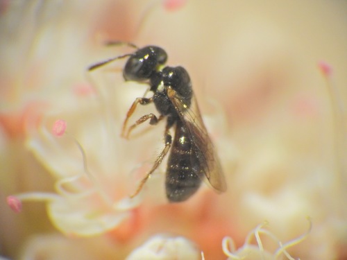 photo of Bees (Anthophila)