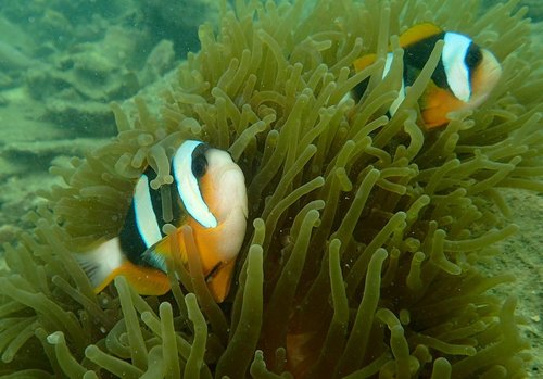 Madagascar Anemonefish