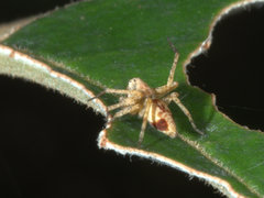 Oxyopes elegans
