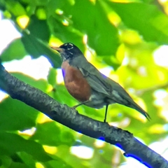 Turdus migratorius