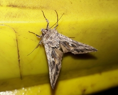 Cornutiplusia circumflexa