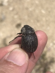 Phyllophaga cribrosa