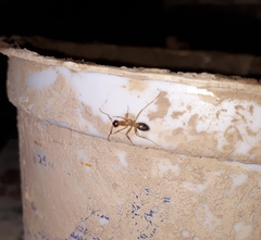 Formicidae