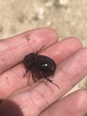 Phyllophaga cribrosa