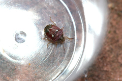 Stagonomus bipunctatus pusillus