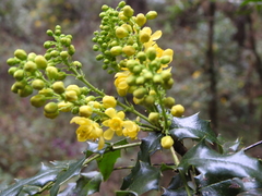 Berberis moranensis