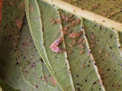 Ulotingis brasiliensis