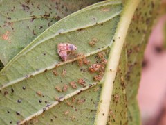 Ulotingis brasiliensis