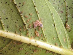 Ulotingis brasiliensis