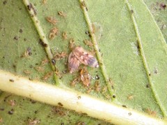 Ulotingis brasiliensis