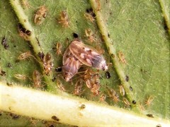 Ulotingis brasiliensis