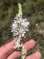 Oenothera glaucifolia