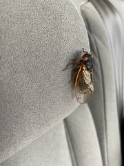 Magicicada septendecim