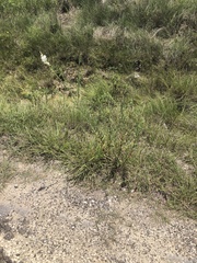 Oenothera glaucifolia
