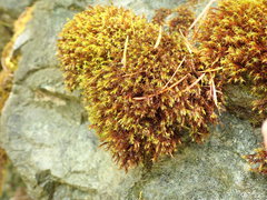 Schistidium papillosum