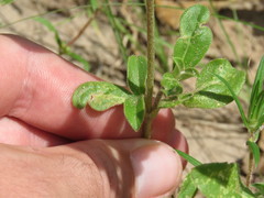 Gomphrena nitida