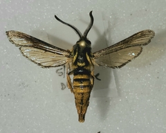 Paranthrene simulans