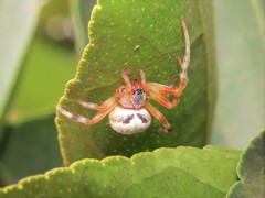 Araneus horizonte