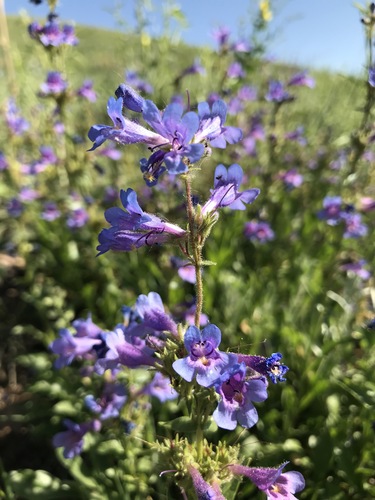 Front Range Beardtongue