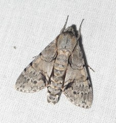 Cautethia noctuiformis