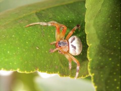 Araneus horizonte