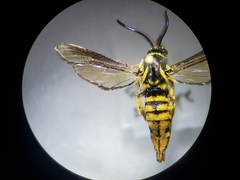 Paranthrene simulans