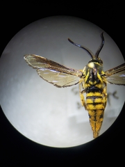 Paranthrene simulans