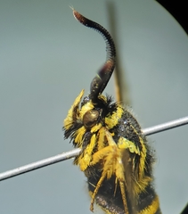 Paranthrene simulans