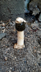 Itajahya galericulata