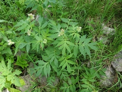 Hydrophyllum fendleri