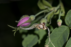 Rosa pisocarpa