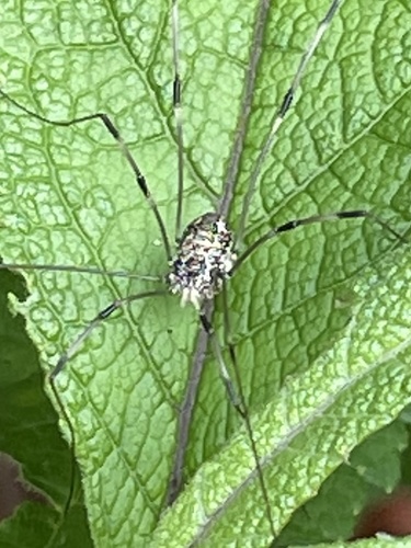 Banded Harvestman, photo 6 of 7