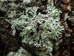 Parmeliopsis hyperopta