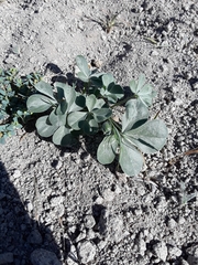 Pediomelum megalanthum