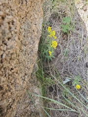 Draba aurea