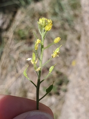 Draba aurea