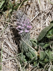 Veronica plantaginea
