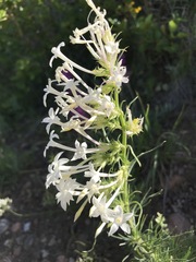 Ipomopsis aggregata candida