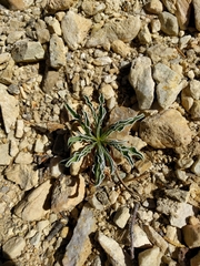 Frasera albomarginata