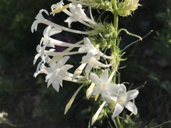 Ipomopsis aggregata candida