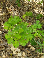 Quercus lobata