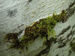 Pseudoleskea stenophylla