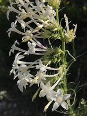 Ipomopsis aggregata candida