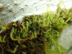 Pseudoleskea stenophylla