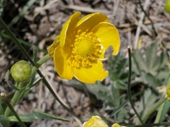 Ranunculus cardiophyllus