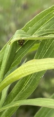Deloyala guttata