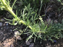 Ipomopsis aggregata candida