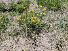 Ranunculus cardiophyllus